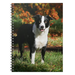 Rand Collie Autumn Standing Notitieboek
