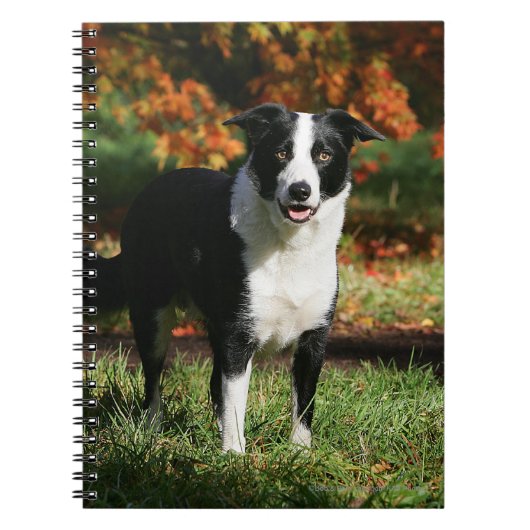 Rand Collie Autumn Standing Notitieboek (Voorkant)