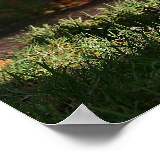 Rand Collie Autumn Standing Poster (Hoek)