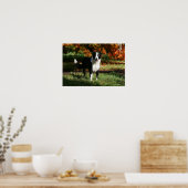 Rand Collie Autumn Standing Poster (Keuken)