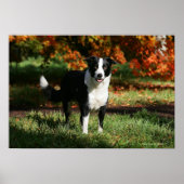 Rand Collie Autumn Standing Poster (Voorkant)
