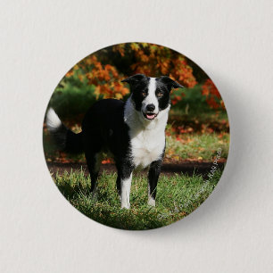 Rand Collie Autumn Standing Ronde Button 5,7 Cm