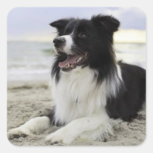 Rand collie Black and White Puppy Dog Stickers