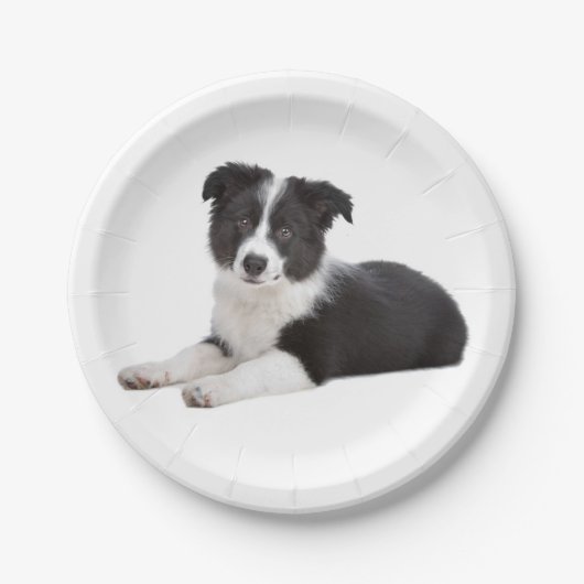 Rand Collie Black & White Puppy Dog Paper-Borden Papieren Bordje (Voorkant)