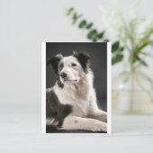 Rand collie briefkaart (Staand voorkant)