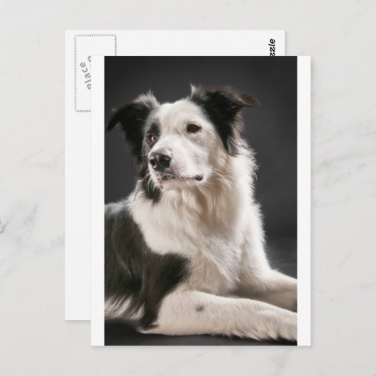 Rand collie briefkaart (Voorkant / Achterkant)