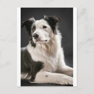 Rand collie briefkaart