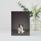 Rand collie briefkaart (Staand voorkant)