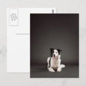 Rand collie briefkaart (Voorkant / Achterkant)