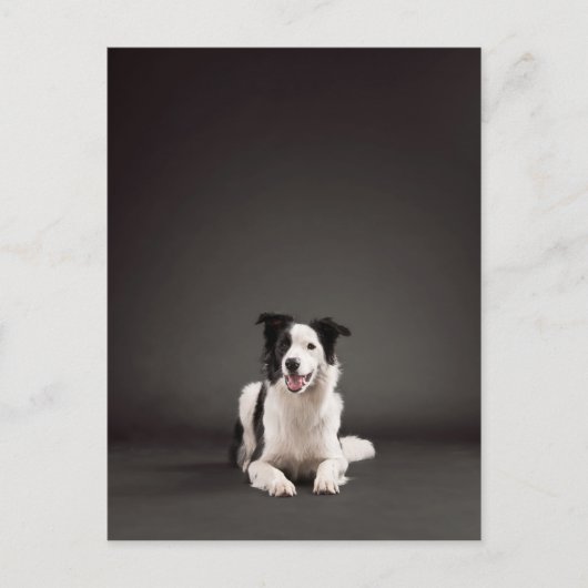 Rand collie briefkaart (Voorkant)