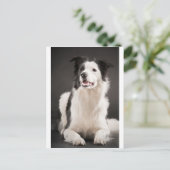 Rand collie briefkaart (Staand voorkant)