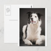 Rand collie briefkaart (Voorkant / Achterkant)