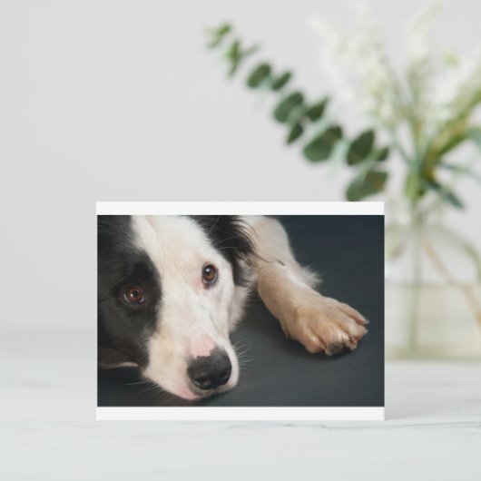 Rand collie briefkaart (Staand voorkant)