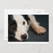 Rand collie briefkaart (Voorkant / Achterkant)