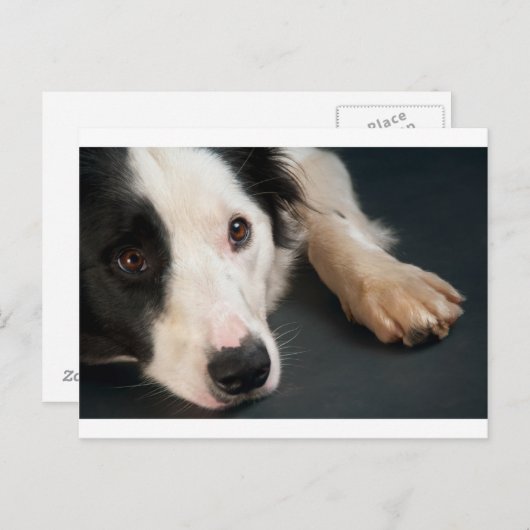 Rand collie briefkaart (Voorkant / Achterkant)