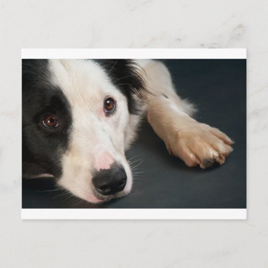 Rand collie briefkaart (Voorkant)