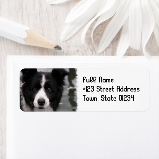 Rand Collie Dog Return Address Label (Insitu)