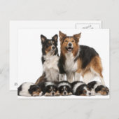 Rand collie familie briefkaart (Voorkant / Achterkant)
