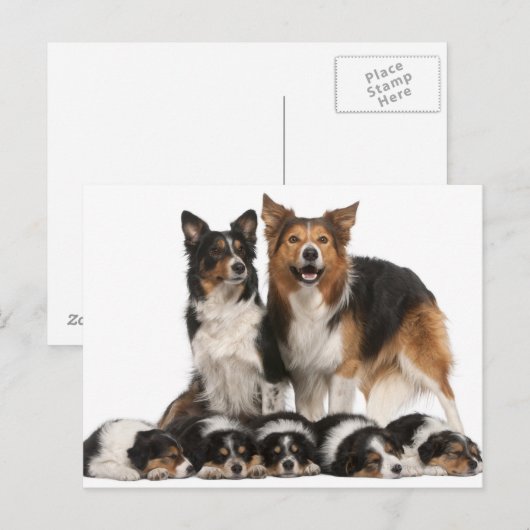 Rand collie familie briefkaart (Voorkant / Achterkant)