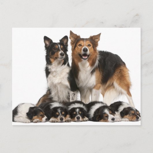 Rand collie familie briefkaart (Voorkant)