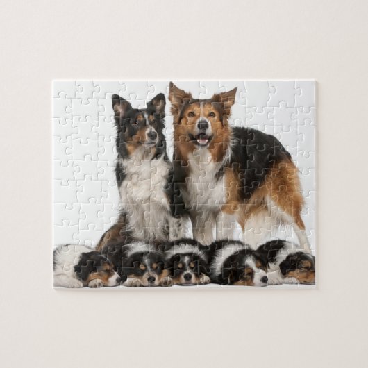 Rand collie familie legpuzzel (Horizontaal)