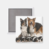 Rand collie familie magneet (Voorkant / Achterkant)