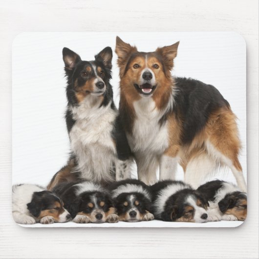 Rand collie familie muismat (Voorkant)