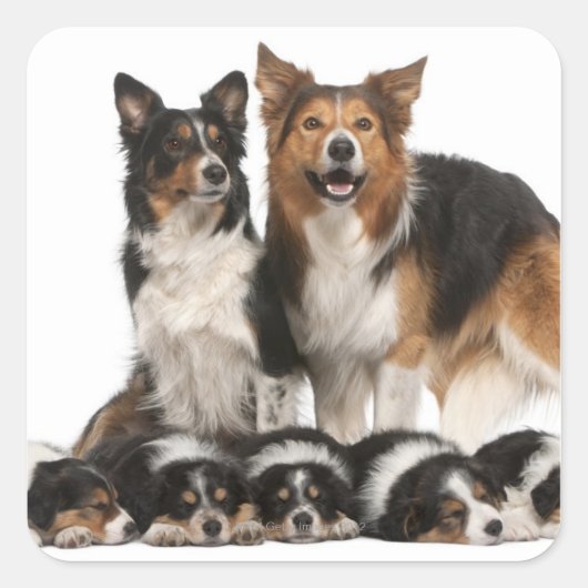 Rand collie familie vierkante sticker (Voorkant)