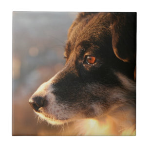 Rand Collie Foto's Tile Tegeltje