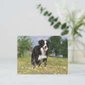 rand collie full 3.png briefkaart (Staand voorkant)