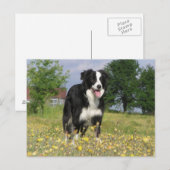 rand collie full 3.png briefkaart (Voorkant / Achterkant)