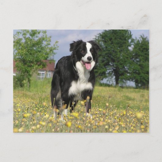 rand collie full 3.png briefkaart (Voorkant)