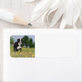 rand collie full 3.png etiket (Insitu)