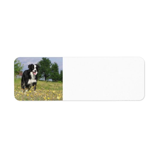 rand collie full 3.png etiket (Voorkant)