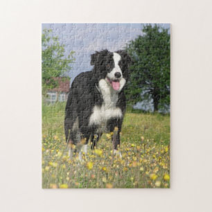 rand collie full 3.png legpuzzel