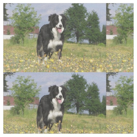rand collie full 3.png stof (Close Up)