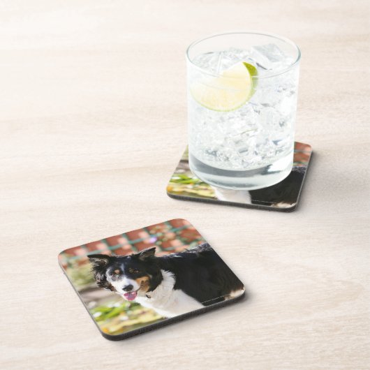 Rand Collie Panting 1 Bier Onderzetter (Rechterzijde)