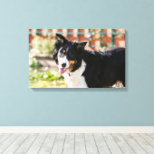 Rand Collie Panting 1 Canvas Afdruk (Insitu (Houten vloer))