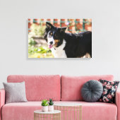Rand Collie Panting 1 Canvas Afdruk (Insitu (Woonkamer))