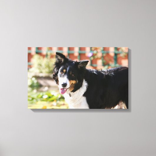 Rand Collie Panting 1 Canvas Afdruk (Voorkant)
