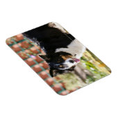 Rand Collie Panting 1 Magneet (Rechterzijde)