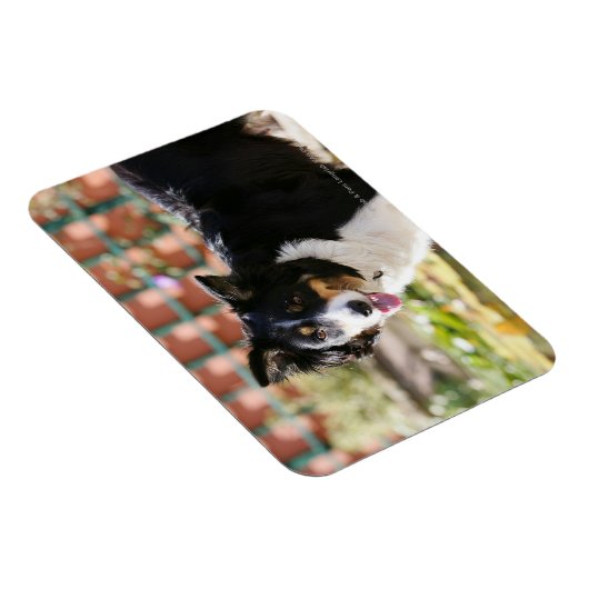 Rand Collie Panting 1 Magneet (Rechterzijde)