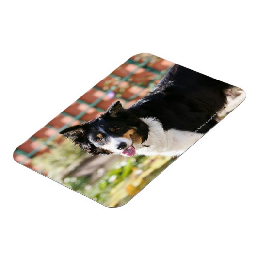 Rand Collie Panting 1 Magneet (Linkerzijde)