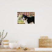 Rand Collie Panting 1 Poster (Keuken)