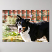 Rand Collie Panting 1 Poster (Voorkant)