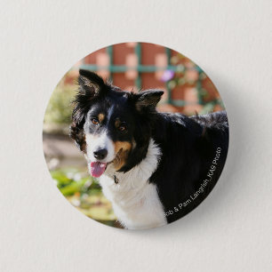Rand Collie Panting 1 Ronde Button 5,7 Cm