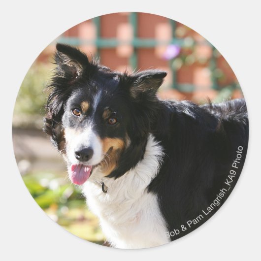 Rand Collie Panting 1 Ronde Sticker (Voorkant)