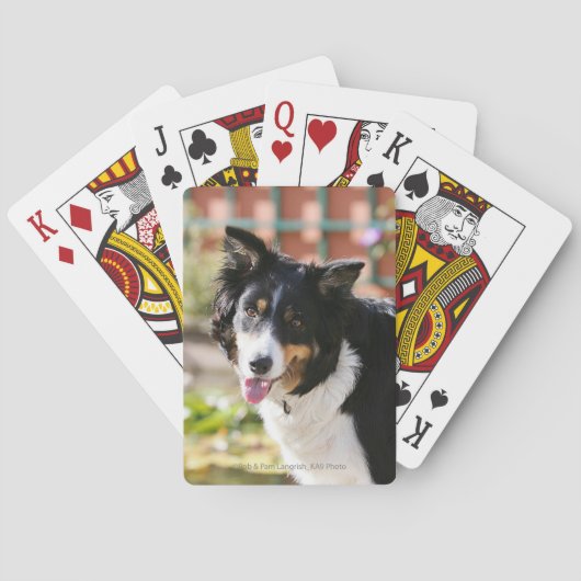 Rand Collie Panting 1 Speelkaarten (Achterkant)
