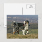 Rand Collie Panting 2 Briefkaart (Voorkant / Achterkant)