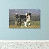 Rand Collie Panting 2 Canvas Afdruk (Insitu (Houten vloer))